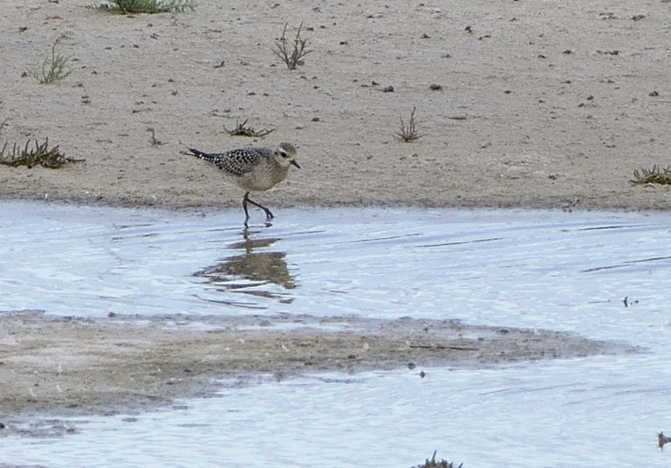 image American Golden Plover